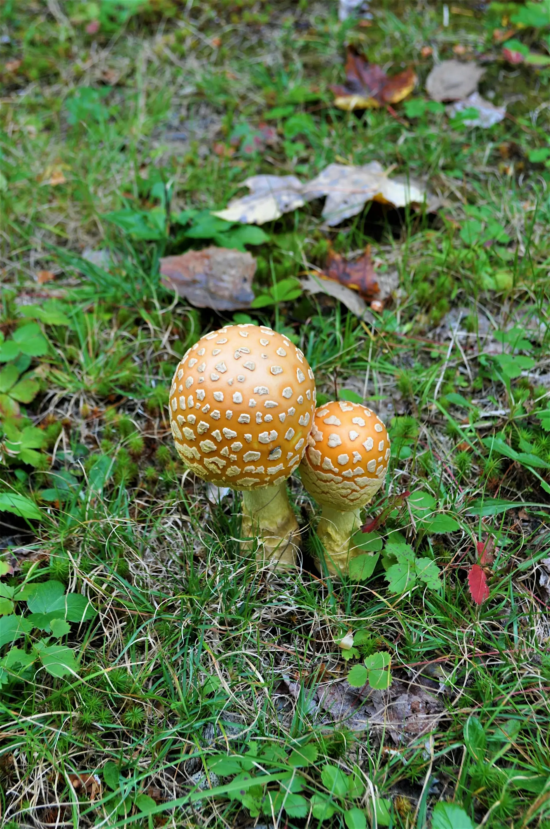 Mushroom Hike
